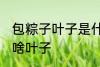 包粽子叶子是什么叶子 包粽子叶子是啥叶子