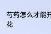 芍药怎么才能开花 如何养护芍药能开花