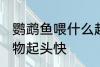 鹦鹉鱼喂什么起头快 鹦鹉鱼喂哪些食物起头快