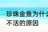 珍珠金鱼为什么总养不活 珍珠金鱼养不活的原因