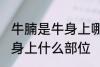 牛腩是牛身上哪个部位的肉 牛腩是牛身上什么部位