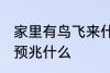 家里有鸟飞来什么预兆 家里有鸟飞来预兆什么