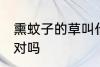 熏蚊子的草叫什么 驱蚊草也叫避蚊草对吗