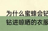 为什么蜜蜂会钻进晾晒的衣服 蜜蜂会钻进晾晒的衣服的原因