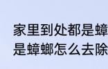 家里到处都是蟑螂怎么办 家里到处都是蟑螂怎么去除