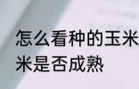 怎么看种的玉米熟了 怎么判断种的玉米是否成熟