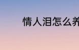 情人泪怎么养 情人泪如何养