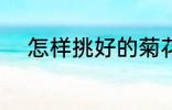 怎样挑好的菊花 如何挑好的菊花