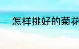 怎样挑好的菊花 如何挑好的菊花