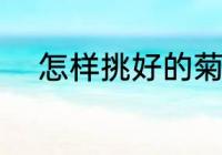 怎样挑好的菊花 如何挑好的菊花