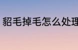 貂毛掉毛怎么处理 貂毛掉毛如何处理