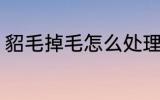 貂毛掉毛怎么处理 貂毛掉毛如何处理
