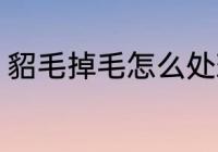 貂毛掉毛怎么处理 貂毛掉毛如何处理