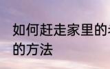 如何赶走家里的老鼠 赶走家里的老鼠的方法