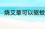 烧艾草可以驱蚊吗 烧艾草能驱蚊吗