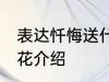 表达忏悔送什么花 表达忏悔可以送的花介绍