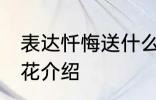 表达忏悔送什么花 表达忏悔可以送的花介绍