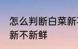 怎么判断白菜新不新鲜 如何判断白菜新不新鲜